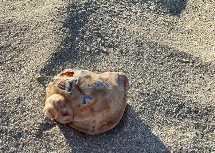 Lüks kamp alanı Meme Glamping Corbu (Constanta)